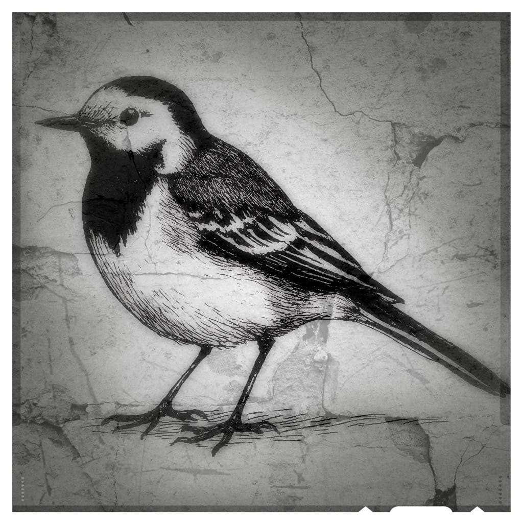 Black and white aged image of a Pied Wagtail.