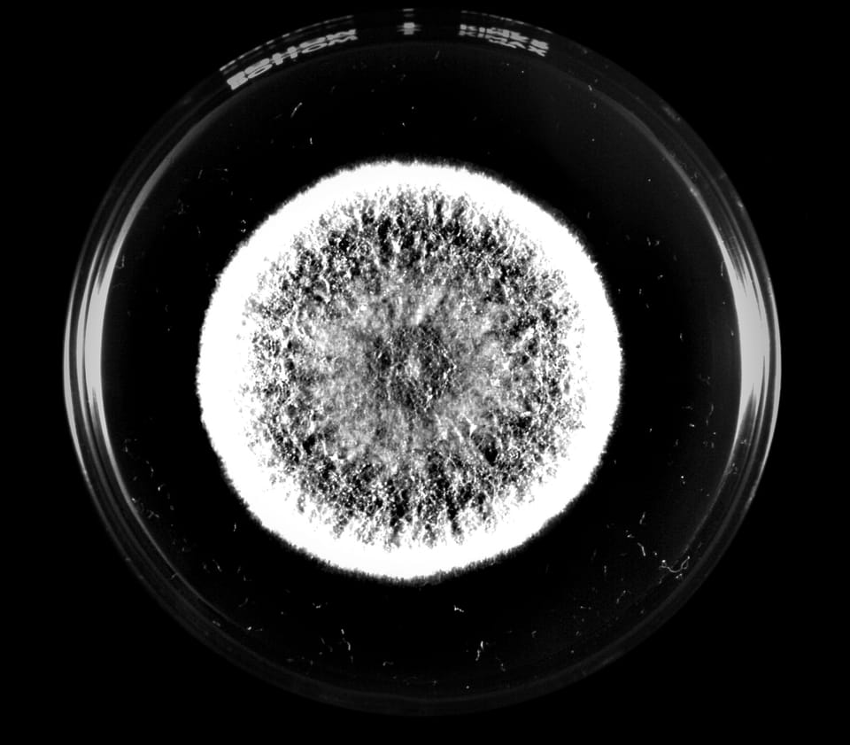 Beneath the Hood: Testing Aflatoxin in the 1980s